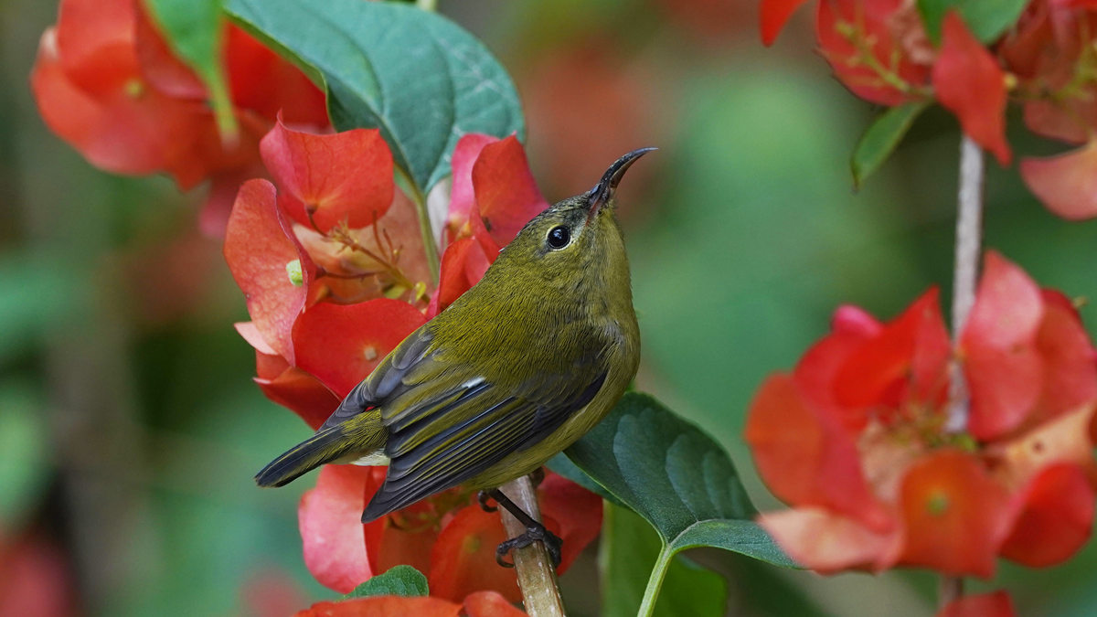 Shenzhen, a haven for birds