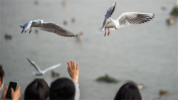 Au bord de la baie de Shenzhen : des oiseaux migrateurs viennent dire « bonjour »